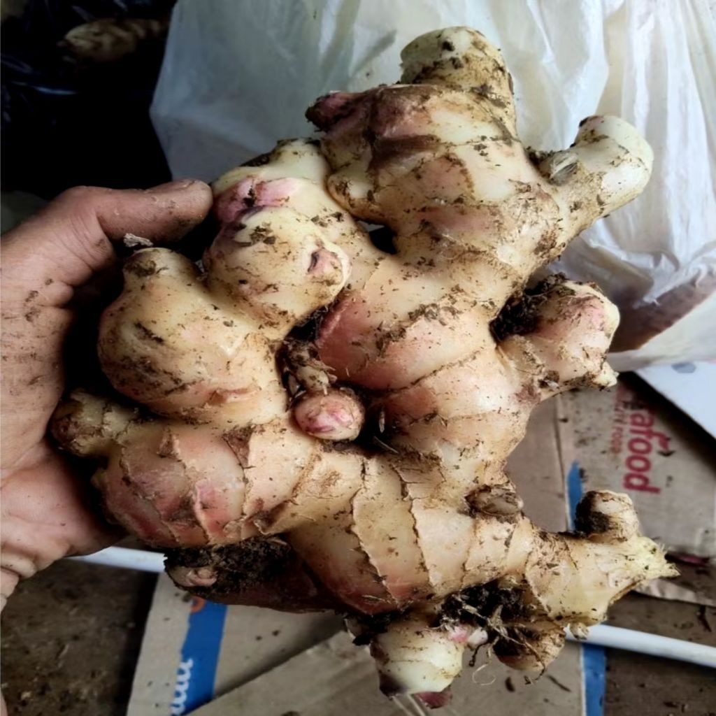 Jahe gajah super asli segar 1kg jahe putih jahe gajah super berkualitas