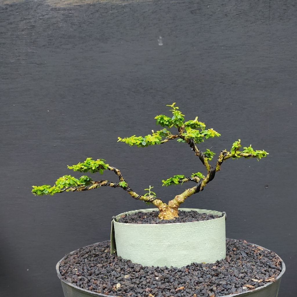 bonsai saeng simbur mikro thailand