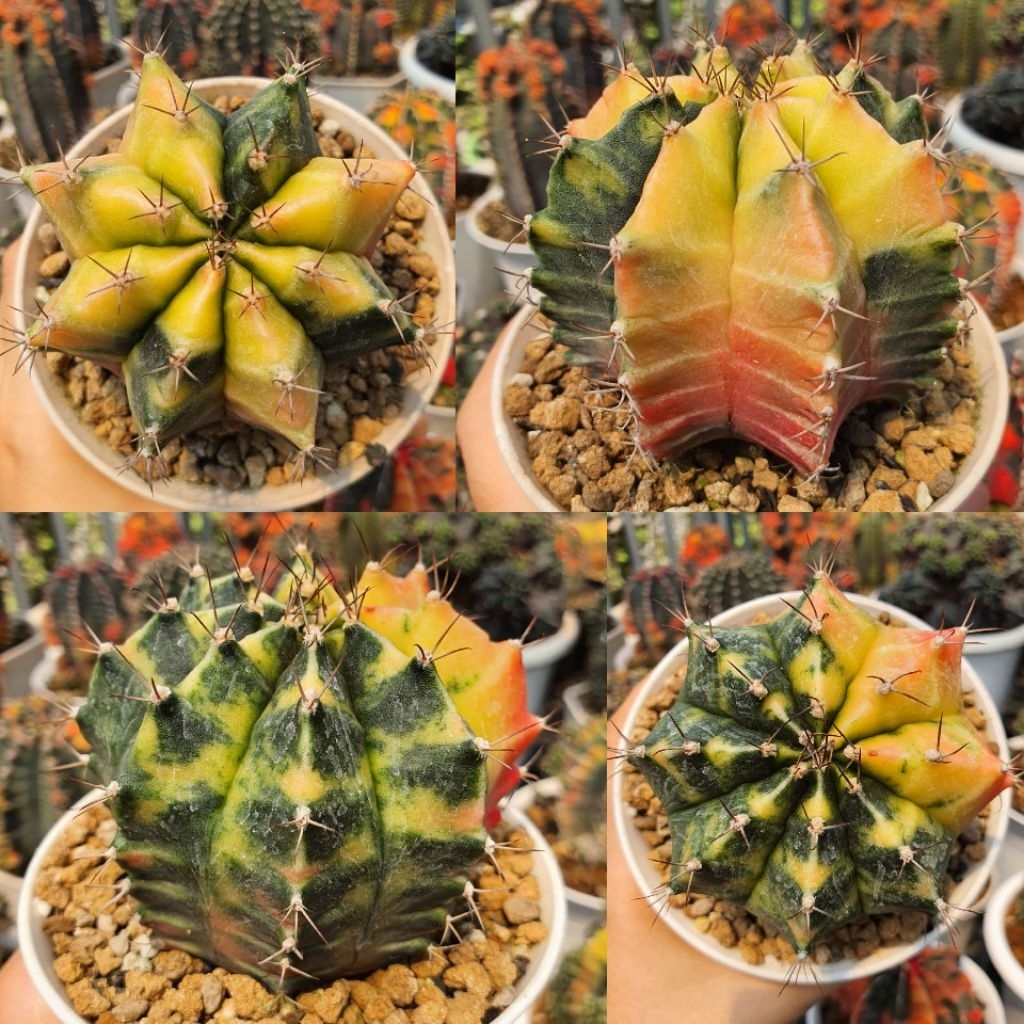 Gymnocalycium Mihanovichii Hybrid Yellow Variegata Kaktus Gymno Miha Hybrid Var Kuning Size 8cm+