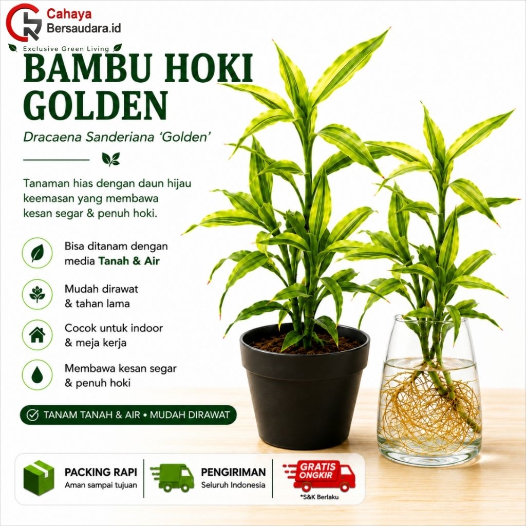 [COD]Paket 5 Batang Bambu Hoki Golden | Lucky Bamboo Sri Rezeki