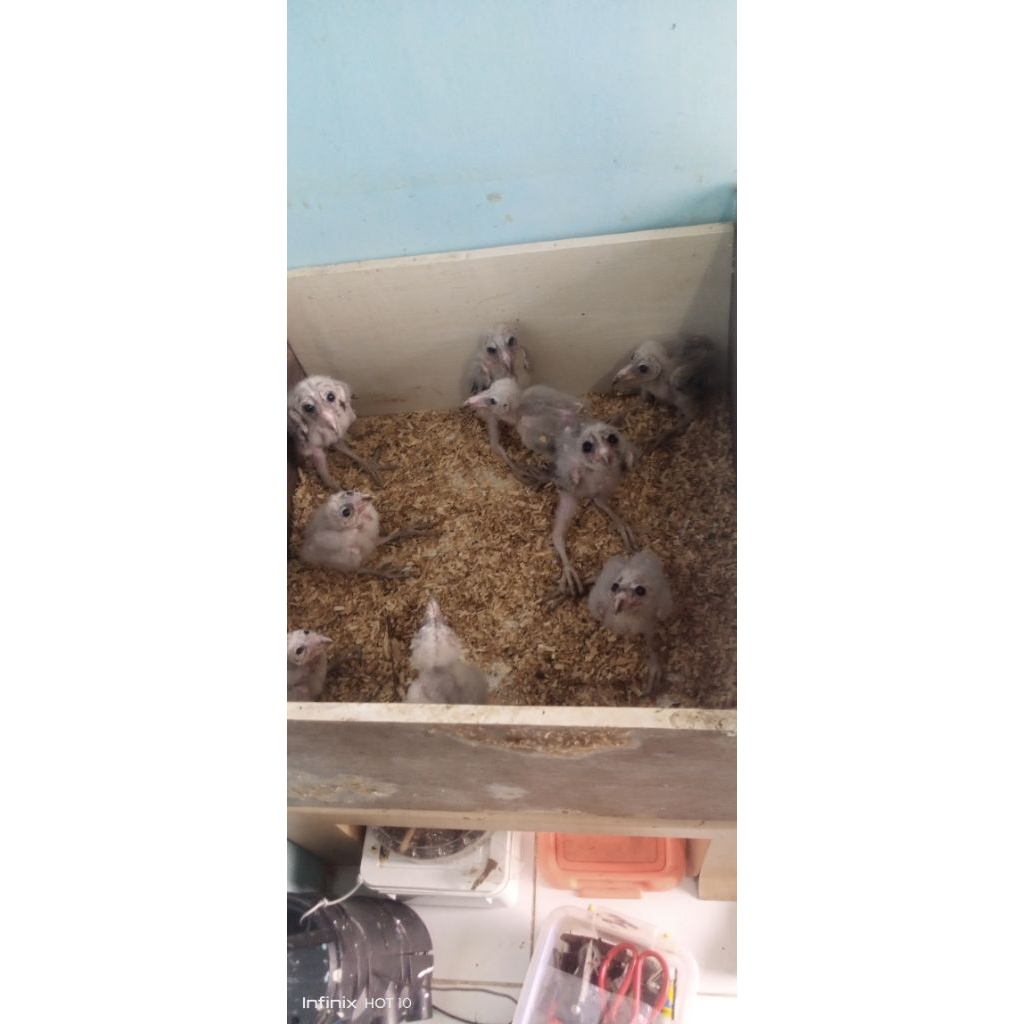 tyto alba brancher