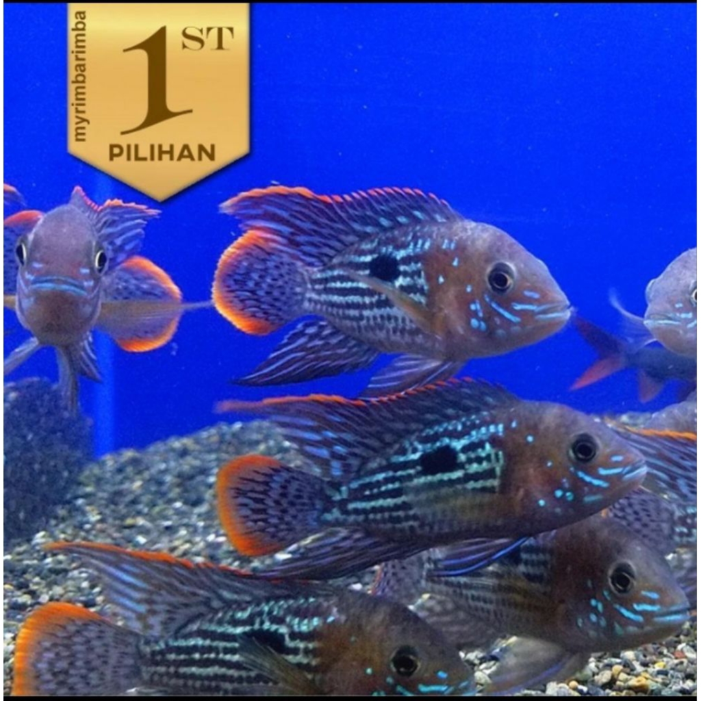 Baby Green Terror Golsom Ikan Hias Predator Hiasan Aquarium Aquascape