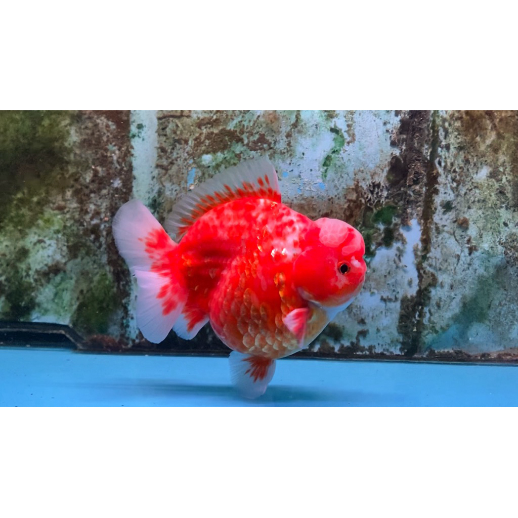 IKAN MAS KOKI ORANDA GRADE A PREMIUM FULL WEN WARNA SAKURA CERAH