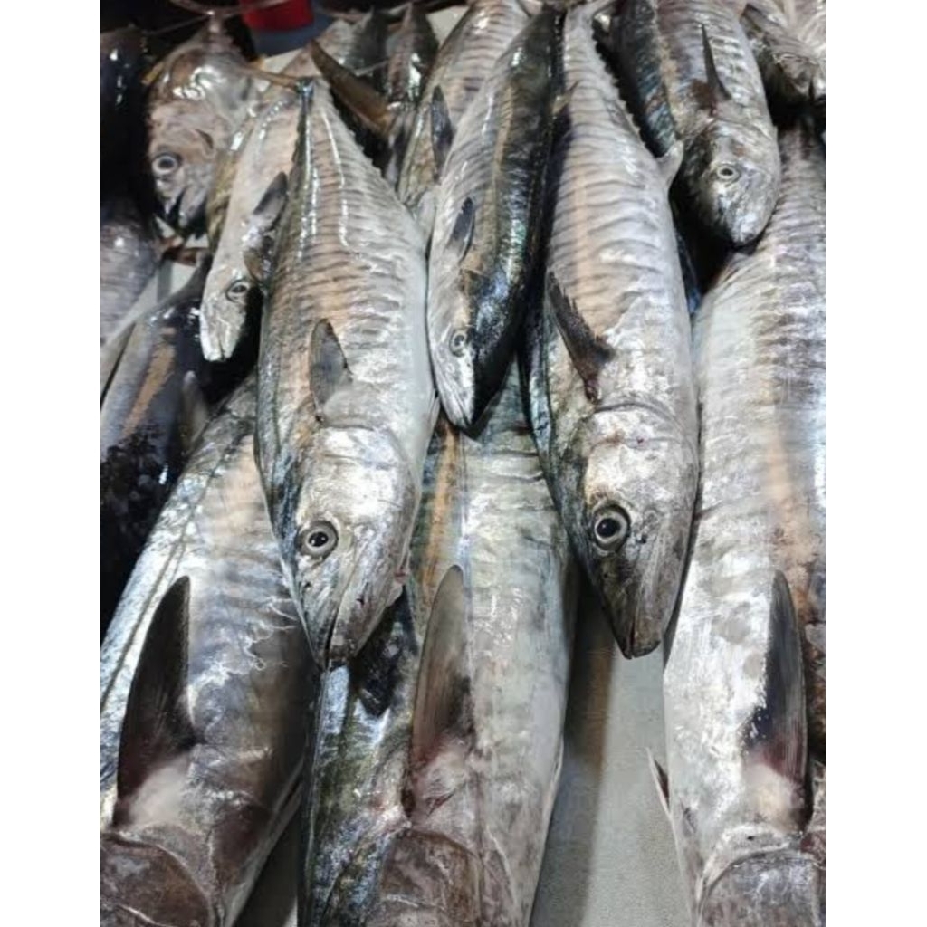 Ikan tenggiri fresh segar (1kg -1.5kg)