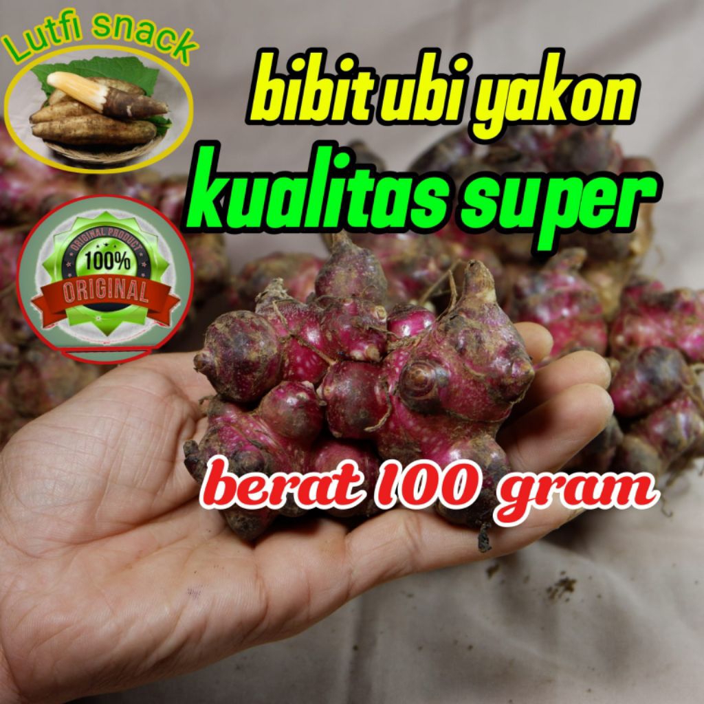 rimpang /bibit ubi yakon asli Wonosobo siap tanam 100gr