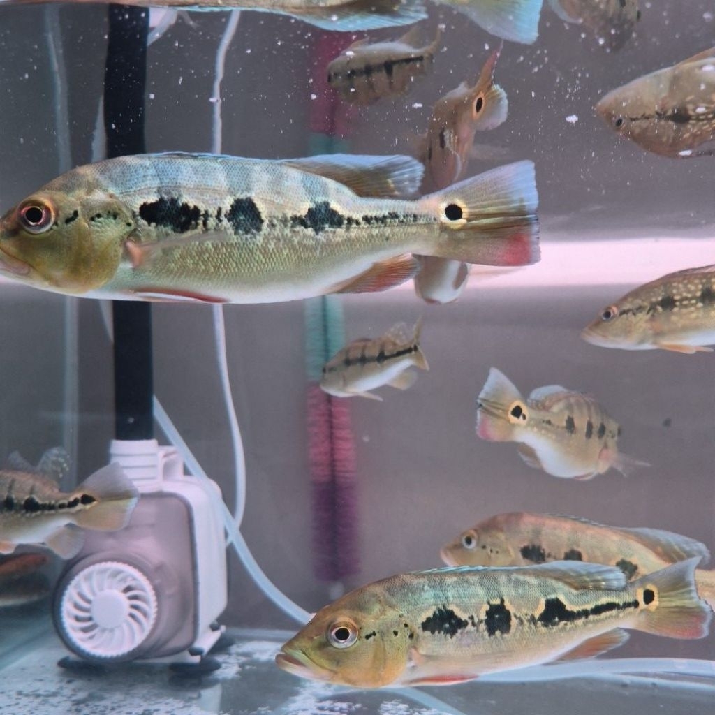 Ikan Peacock Bass Orinoco