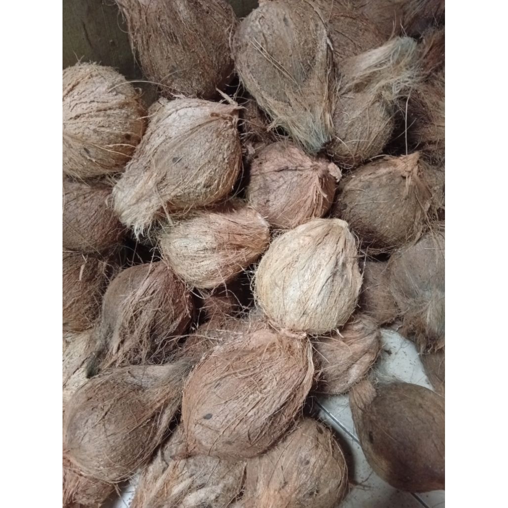 KELAPA TUA SIAP PARUT