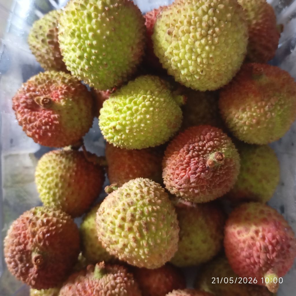 Lychee Segar 500 gram Buah Leci Import Fresh