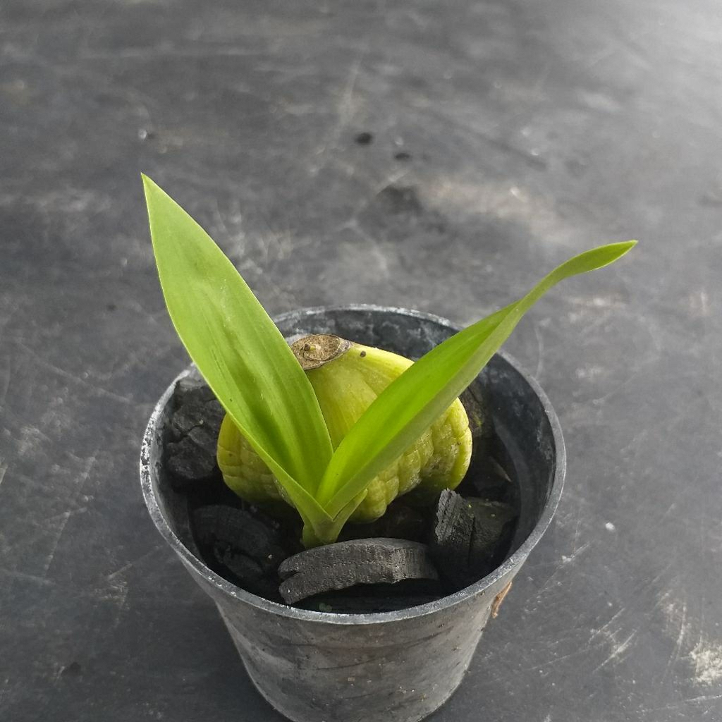 Tanaman anggrek hitam kalimantan