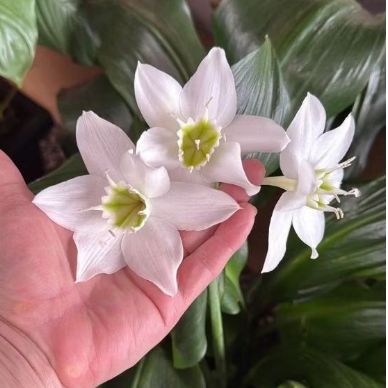 Bibit Tanaman Hias Bunga Amazon Lily Putih