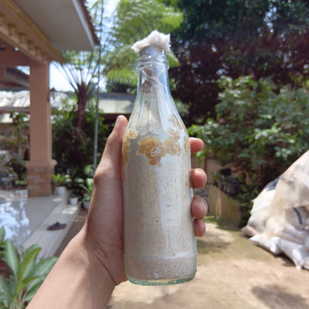 Bibit Jamur Kuping Hitam F2 Premium
