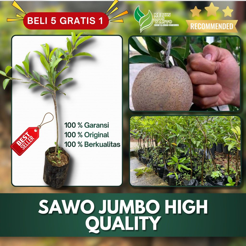 BIBIT BUAH SAWO VARIETAS JUMBO VIETNAM-BIBIT BUAH SAWO-BIBIT SAWO JUMBO-BUAH SAWO-BIBIT BUAH SAWO