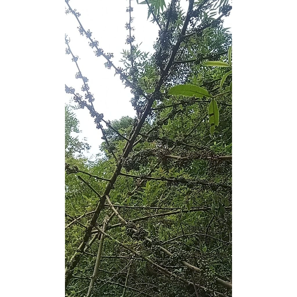 Bibit andaliman siap tanam