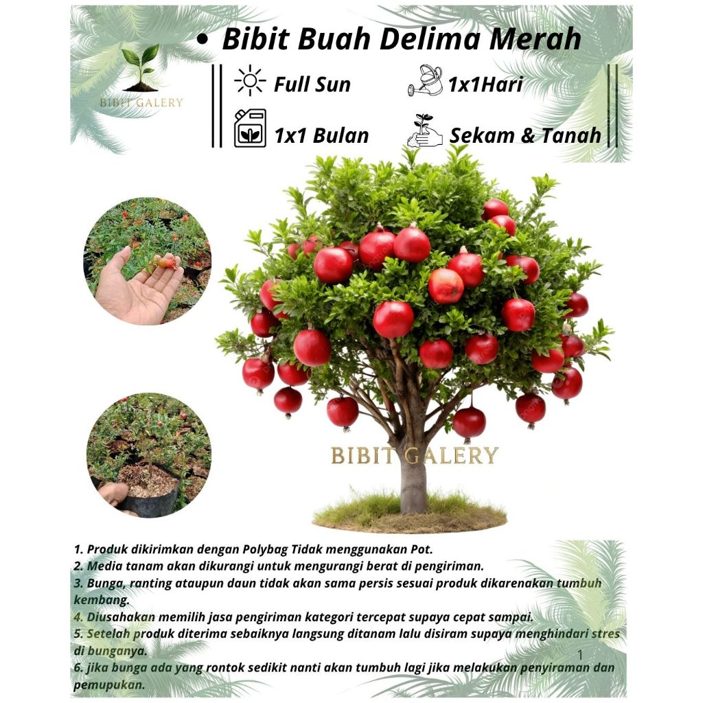 Delima Merah - Bibit Tanaman Buah Delima Merah
