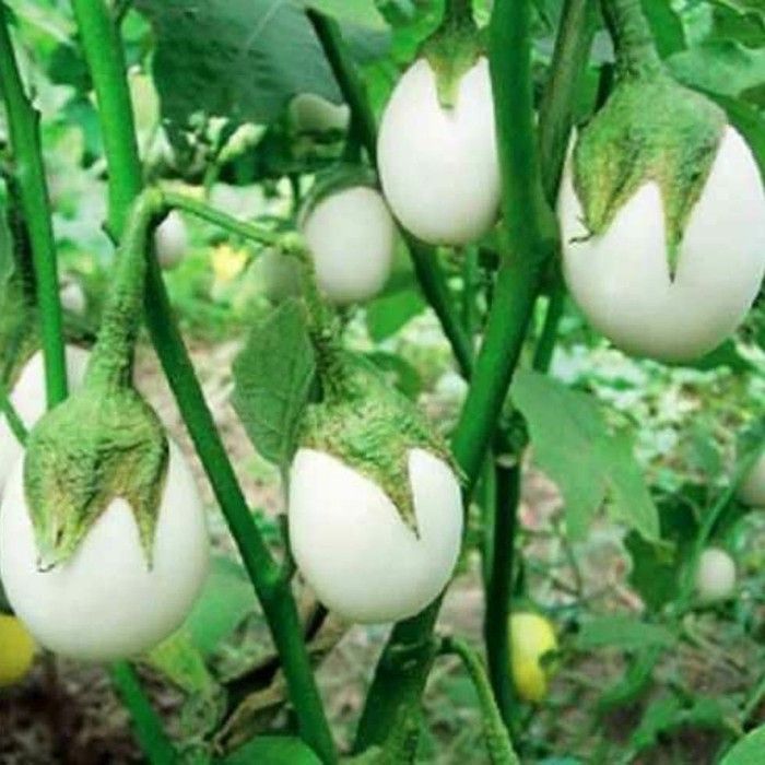 Z182 Benih Lokal Terong Putih Bulat Isi 250 Biji Unggul Kemasan Reapck COD