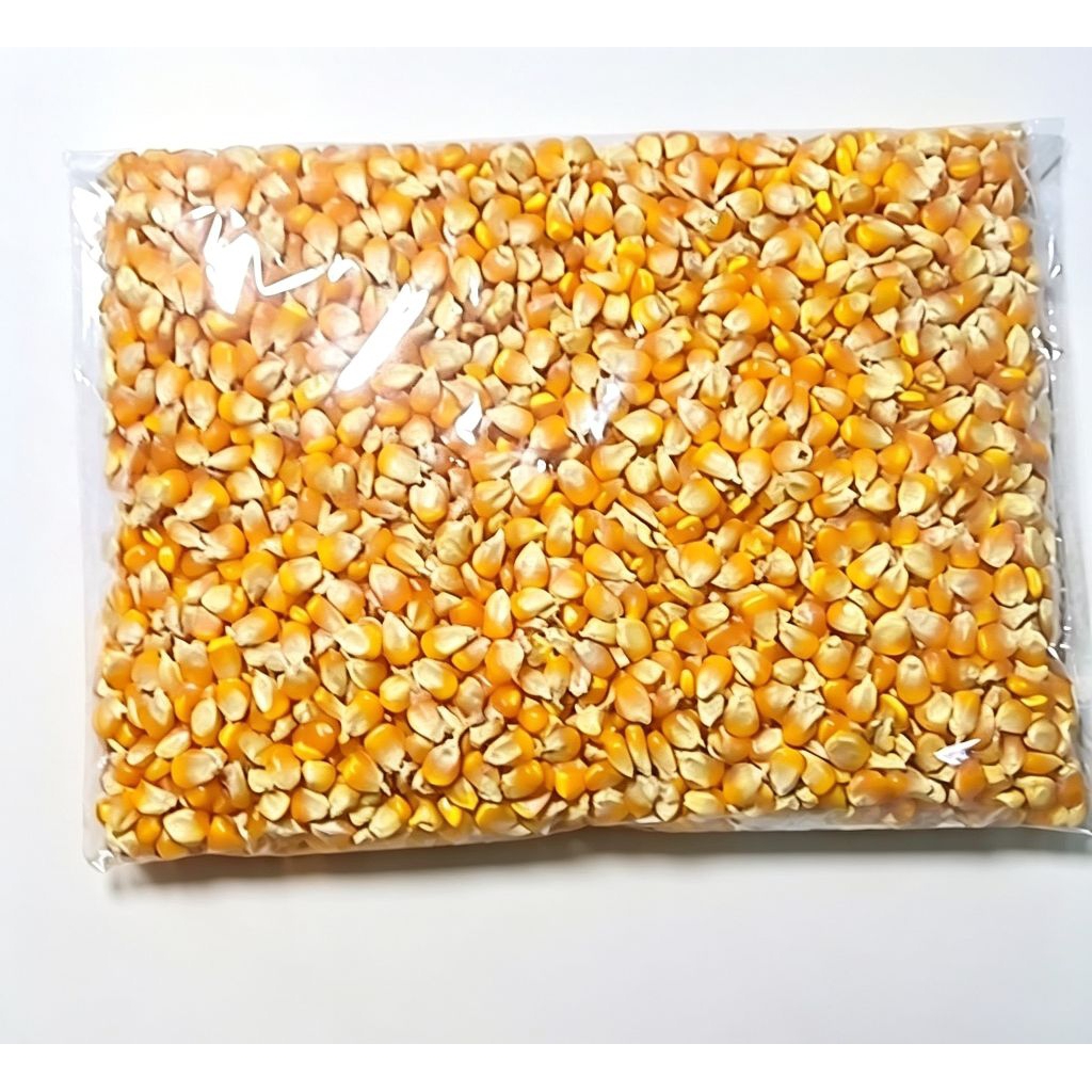 Jagung hibrida Pipil Kering 1 Kg Jagung Pipil kering hibrida 1kg