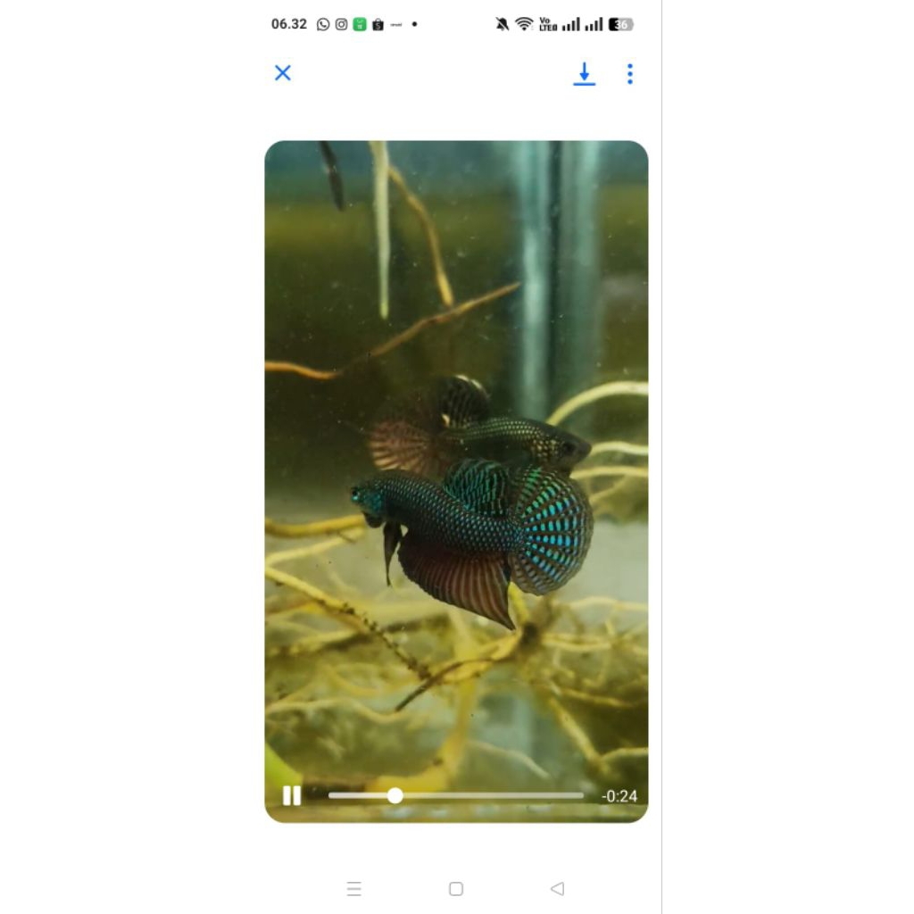 Wild Betta smaragdina guitar