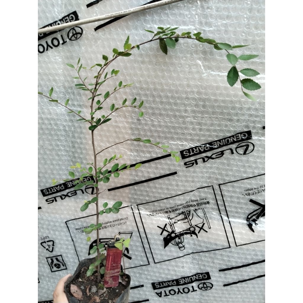 Bahan bonsai ulmus mikro