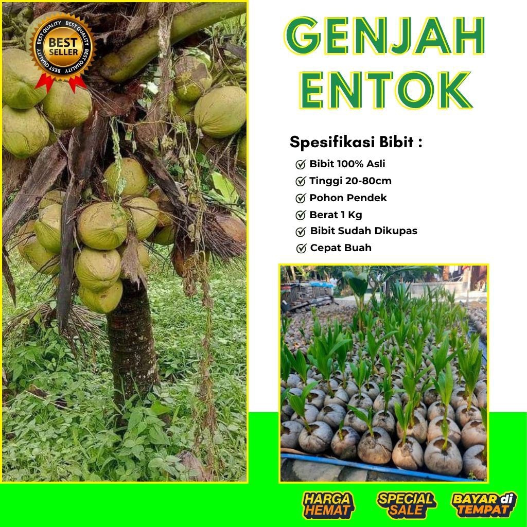 DICARI-CARI  Bibit Kelapa Pendek Entok Jumbo