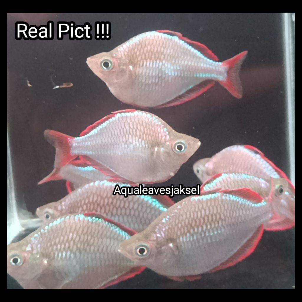 ikan rainbow peacock semi balon big size