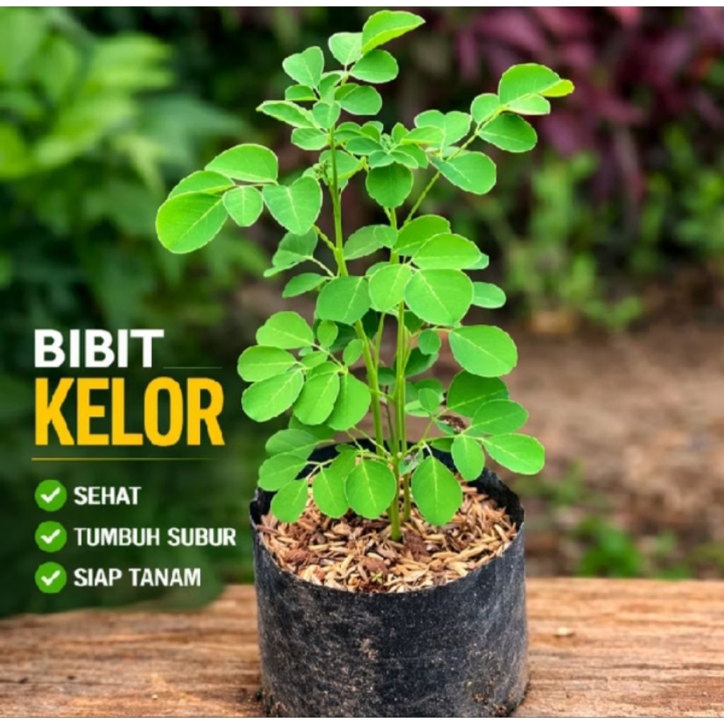 Bibit Tanaman Daun Kelor Rimbun Tanaman Herbal Kelor Daun kelor Siap Tanam