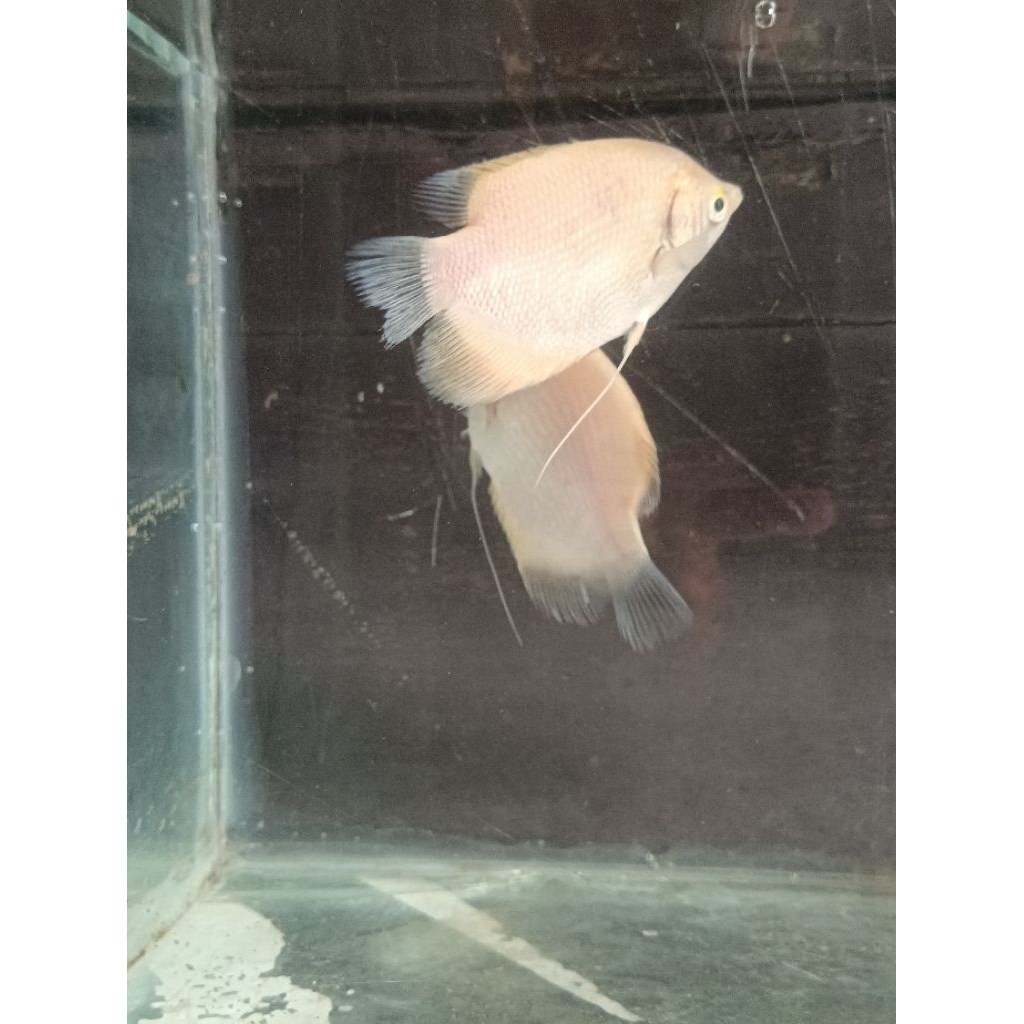 Ikan Gurame Padang / Gurami Padang Cantik Sehat Aktif