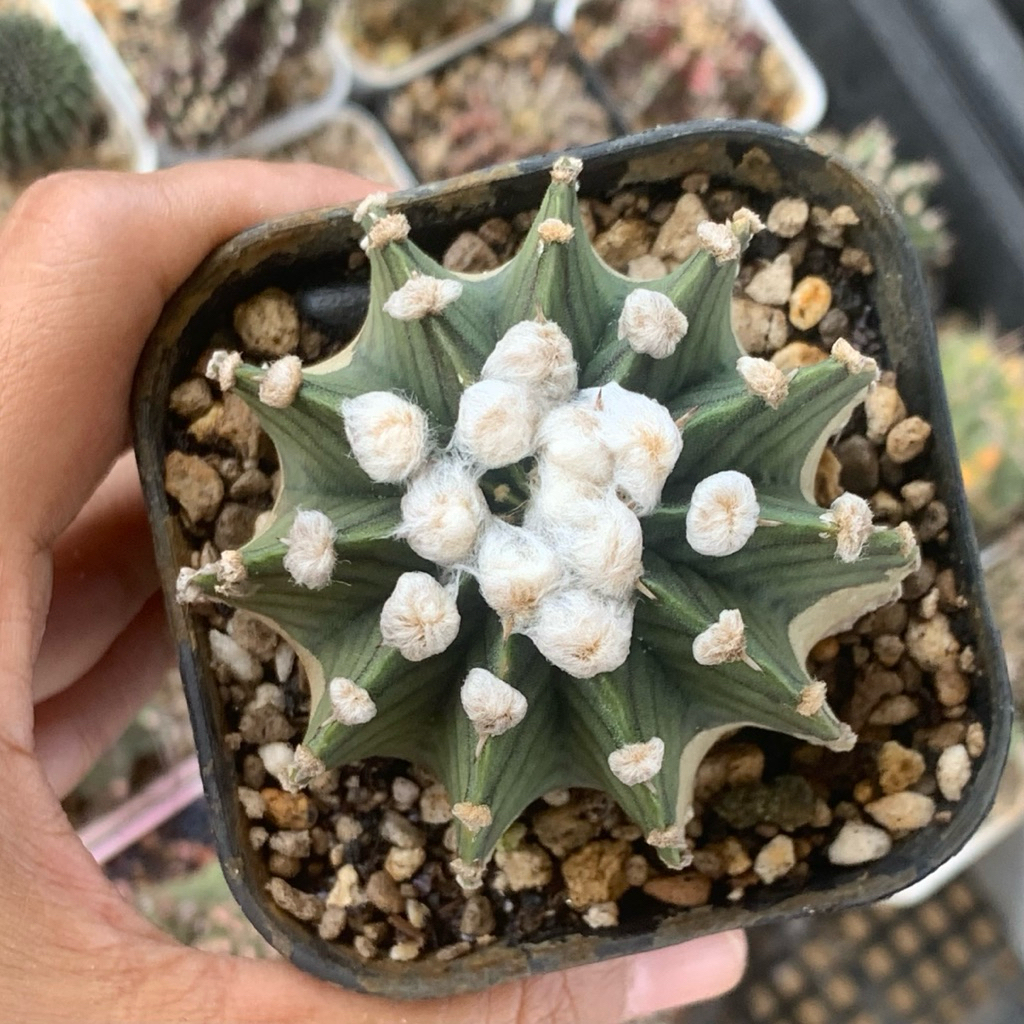 87v Gymnocalycium LB vos kaktus gymno var pink miha 2178 lb2178 tanaman hias hidup gurun indah hadia