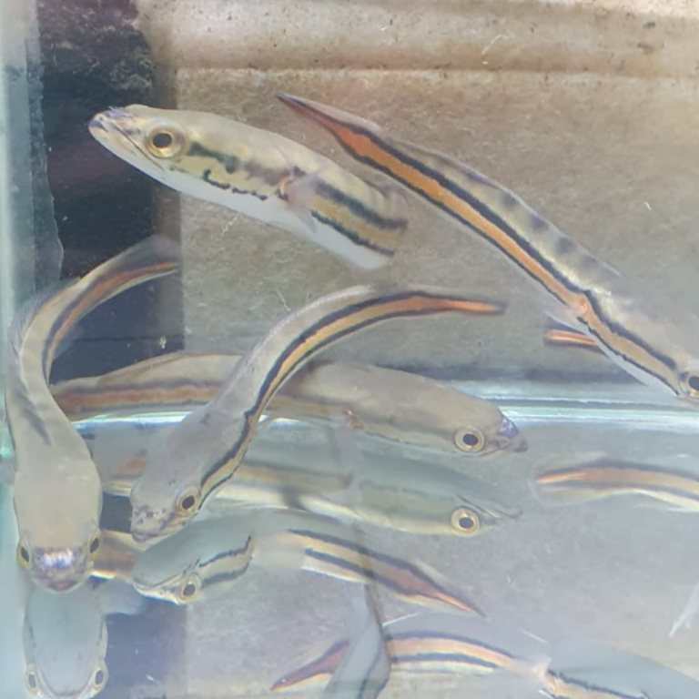 Hiasan Aquarium Gabus Toman - Desain Menarik, Aman untuk Ikan, Mudah Dipasang