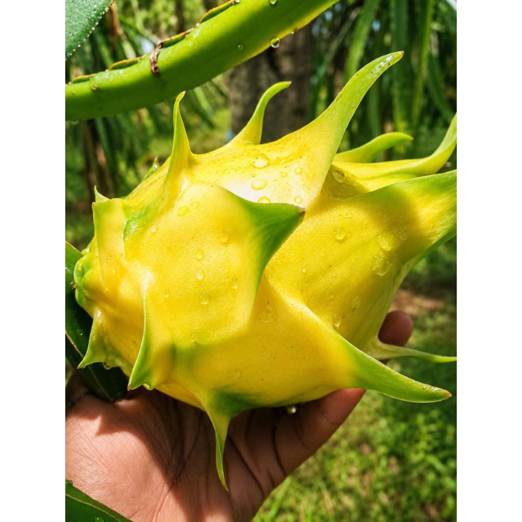 BUAH NAGA KUNING ( MANIS ) 1 kg 2-3