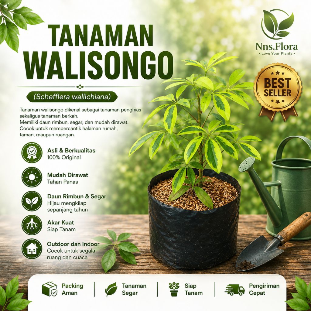 pohon walisongo golden-walisongo varigata