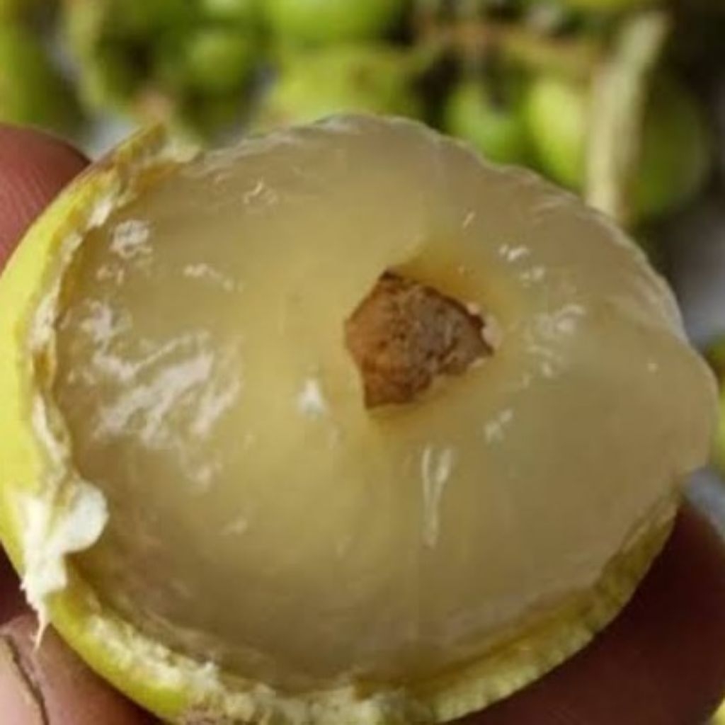MATOA JENIS KUNING RASA BUAH RAMBUTAN MIX KLENGKENG