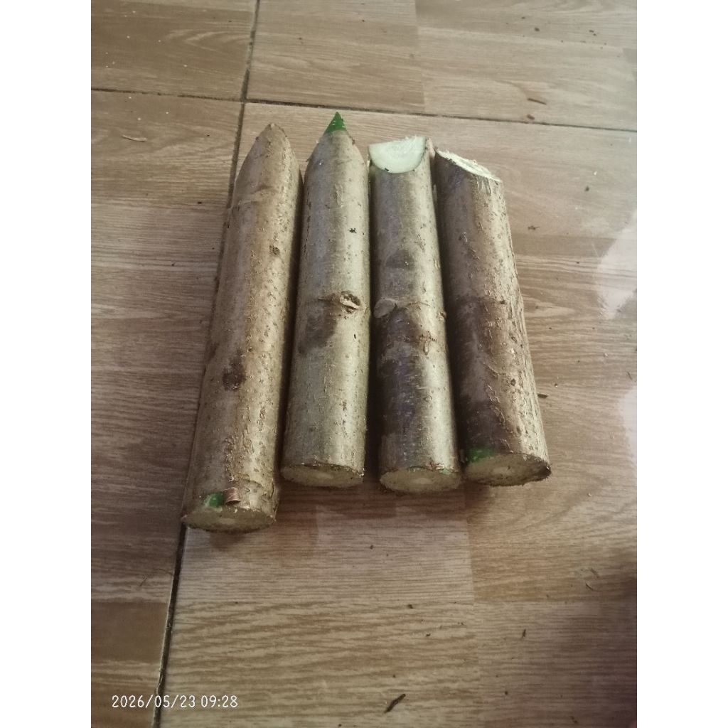 Bibit Singkong Karet / Singkong Putih / Singkong Daun Pakan Ternak