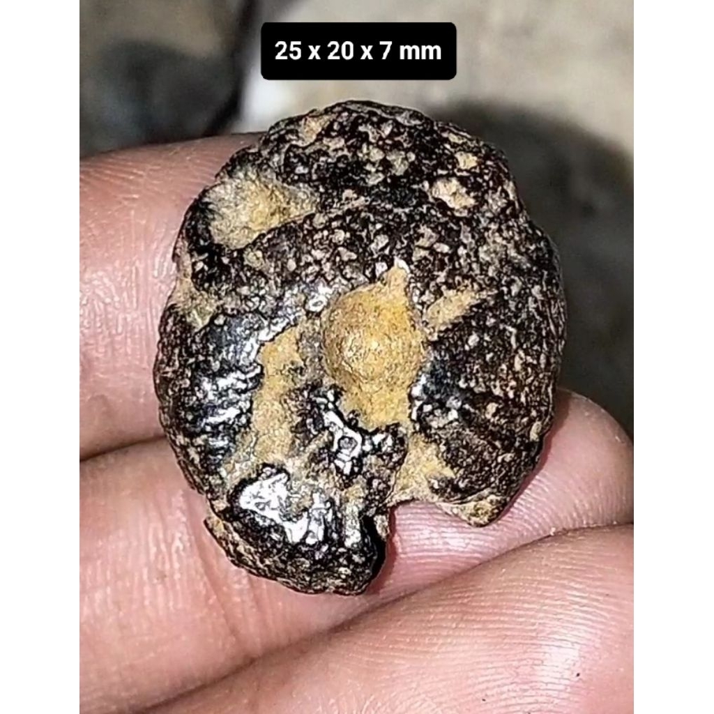 Batu Akik Bulu Landak laut asli alam