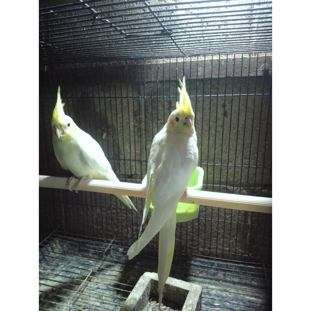 Burung Falk parkit Australia lutino matamerah sepasang