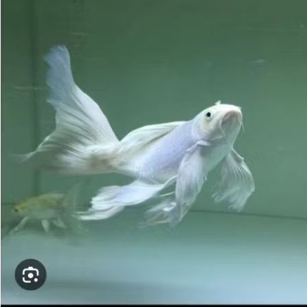koi slayer platinum
