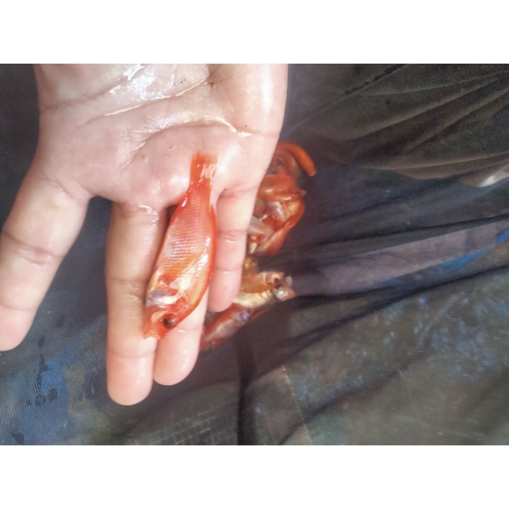 Bibit Ikan Nila Merah kakap Ukuran Kecil,per 5 ekor Cepat Tumbuh dan Lincahh