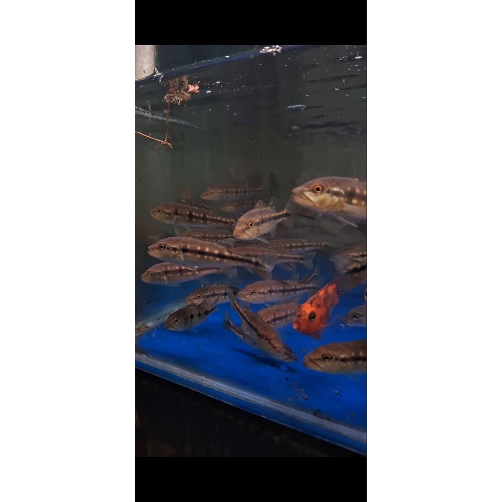 hiasan aquarium ikan predator peacock bass pinima pbass pinima