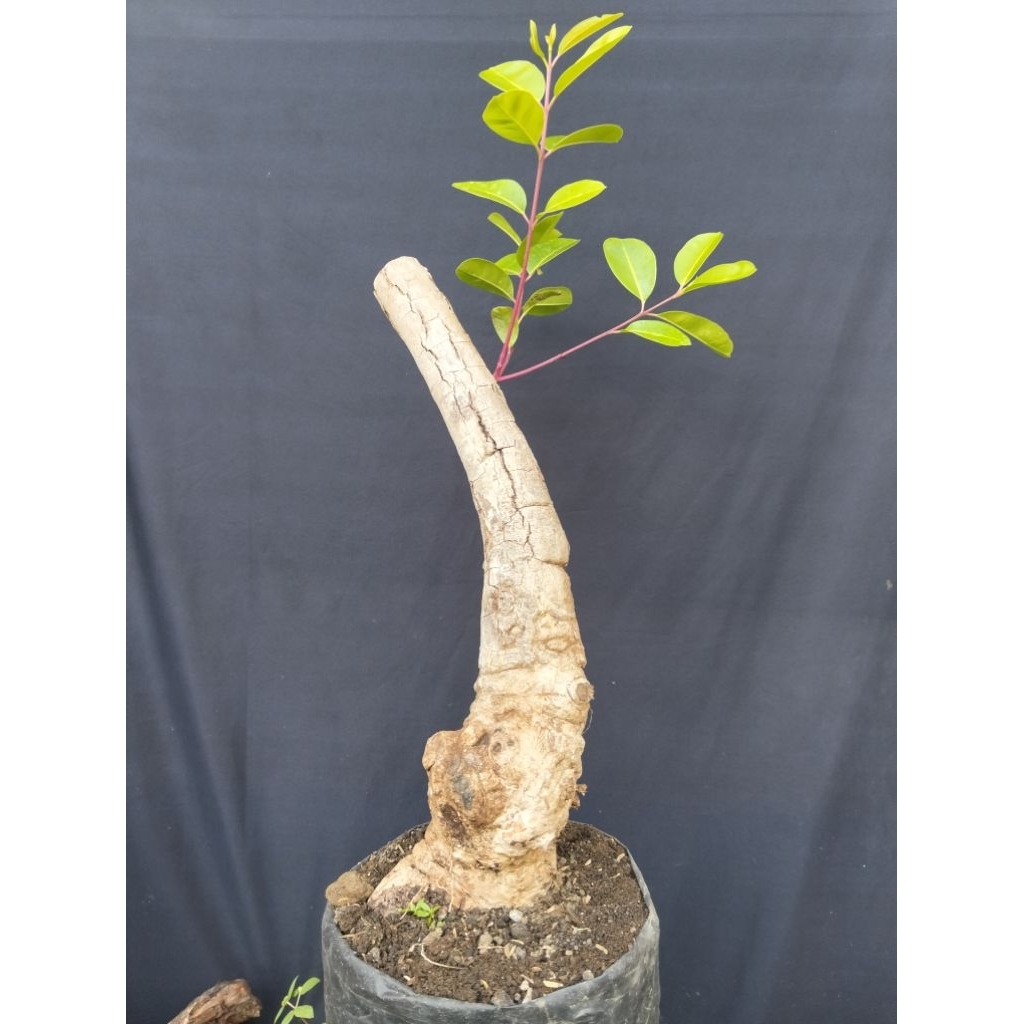Bahan bonsai juwet Jamblang sesuai gambar