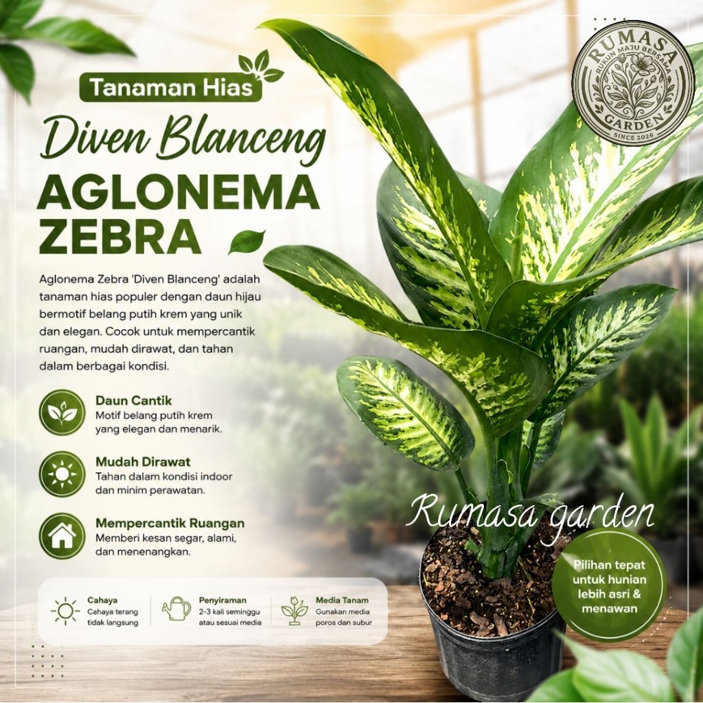 Tanaman hias blanceng diven aglonema zebra