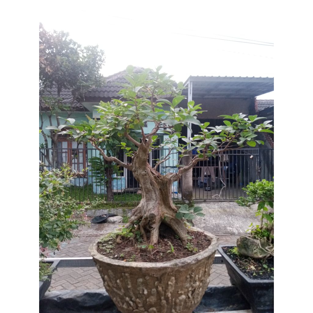 bonsai sakura lokal/bungur