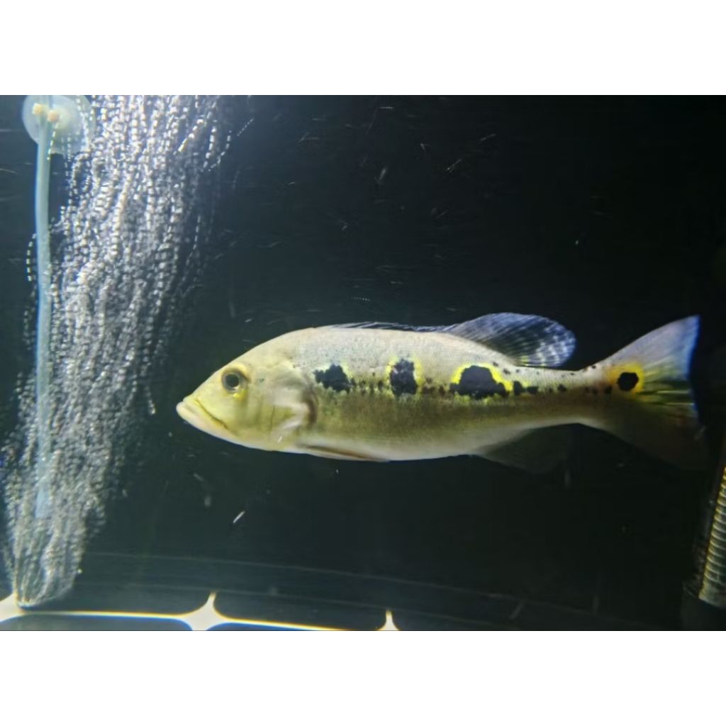 Pbass Orinoco Oreo Spot Size 15 cm PELET