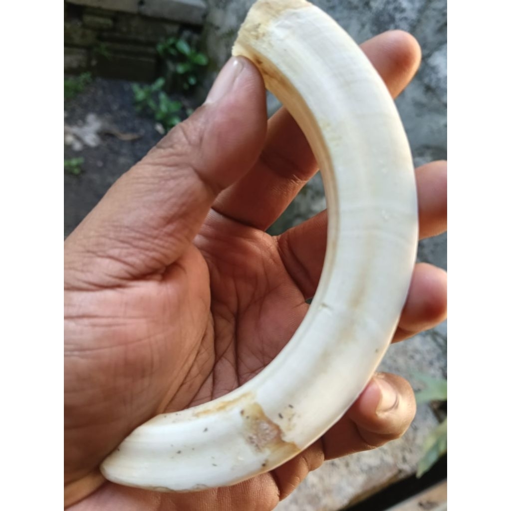 tarbi taring gigi babi hutan panjang asli bukan resin cor
