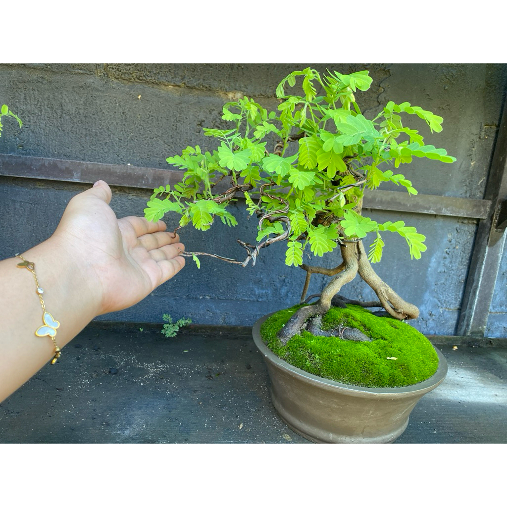 bonsai asem jawa