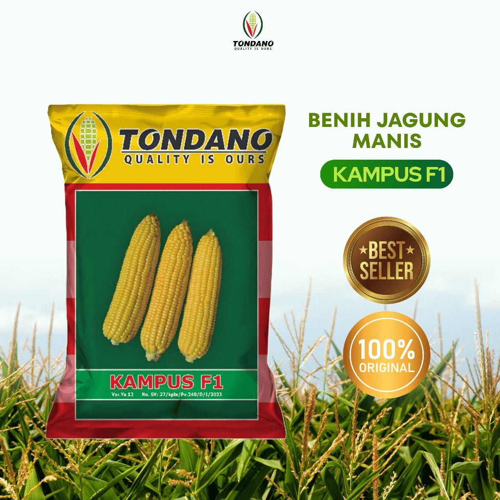 Benih Jagung Manis KAMPUS F1 - Jagung Manis Produktif dengan Tongkol Besar