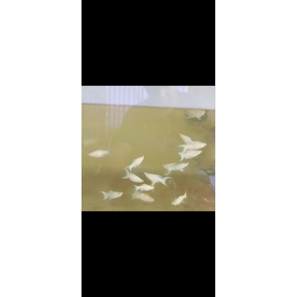 Ikan Molly Balon Platinum Cawang - Sepasang Indukan
