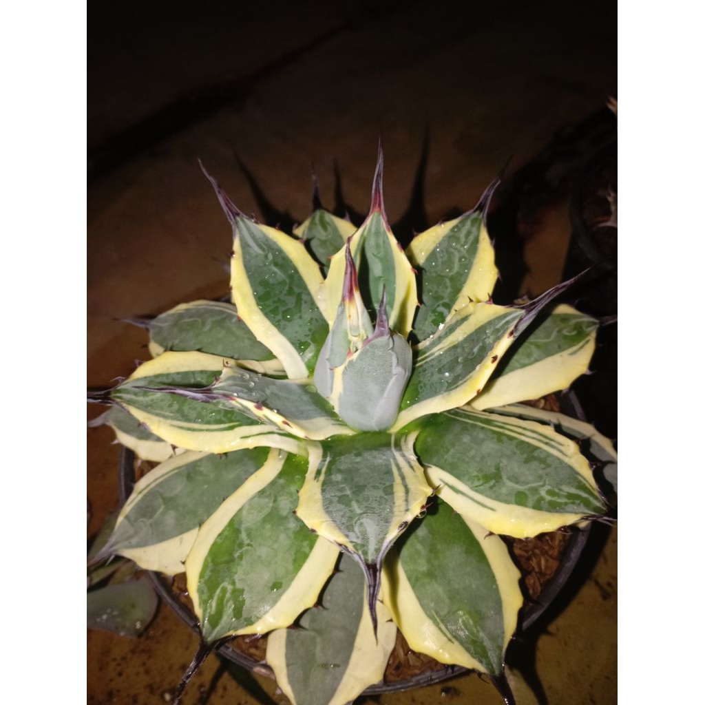 Agave patonii jumbo