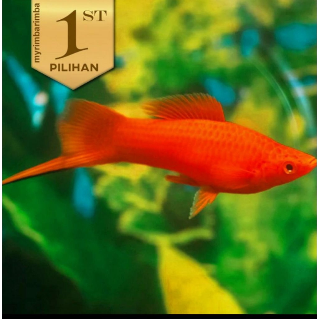 Platy Pedang Merah Ikan Hias Aquascape Hiasan Aquarium Tanaman Air
