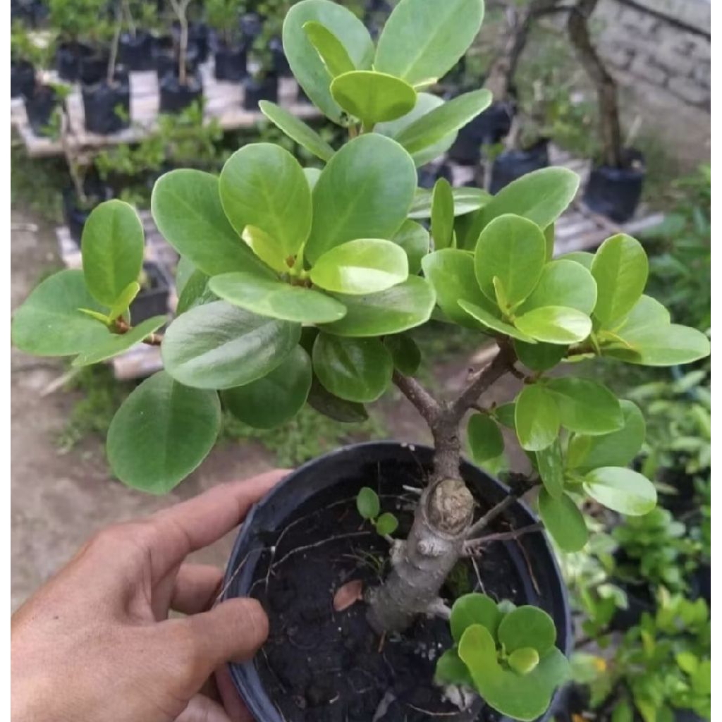 Pohon Bahan Bonsai Beringin Korea/ Tanaman Bahan Bonsai Beringin Korea/ Beringin Dolar