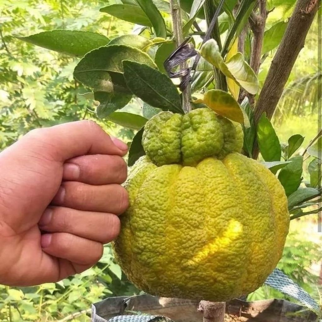 Bibit jeruk dekopon jumbo okulasi cepat berbuah