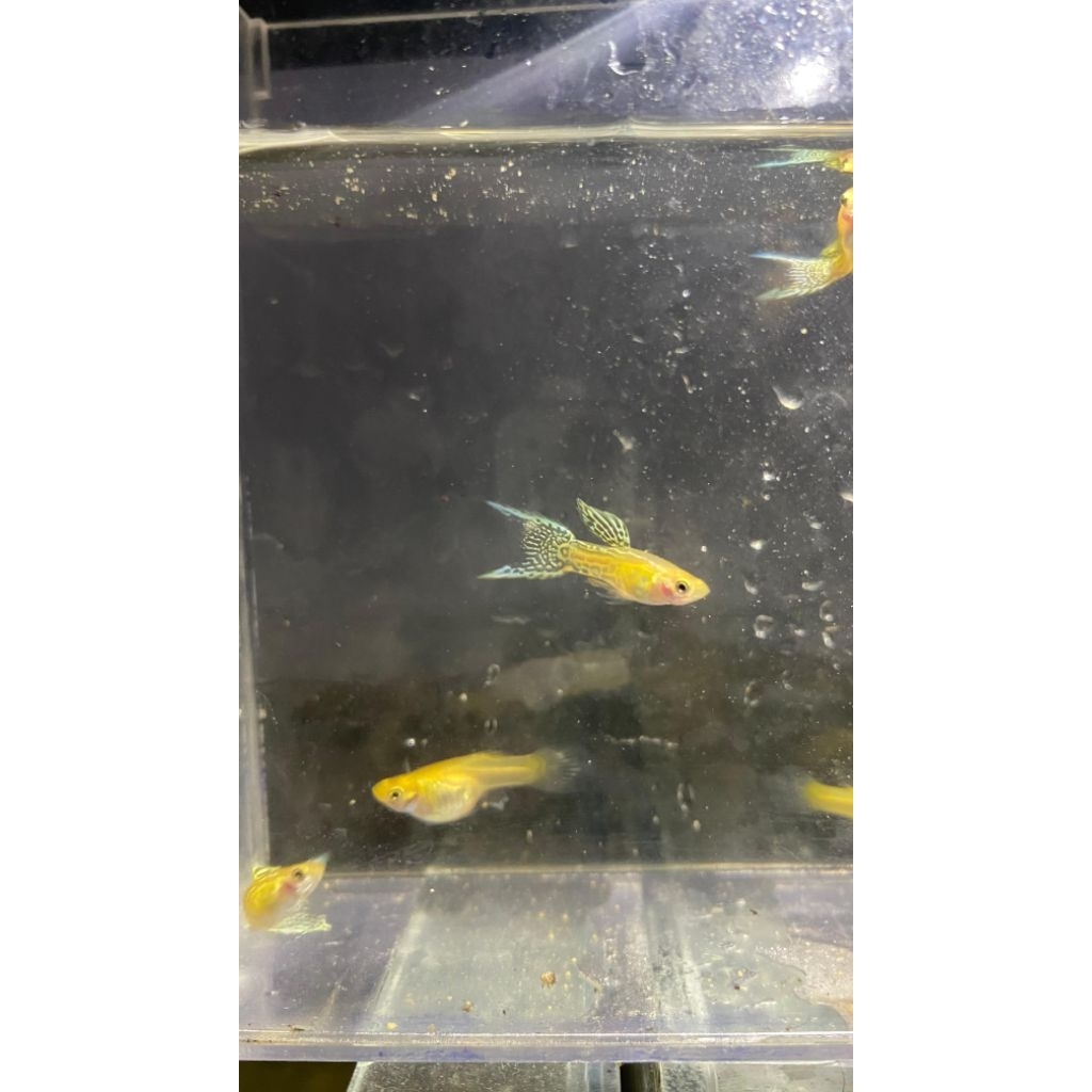 Hiasan Aquarium guppy yellow lace double sword